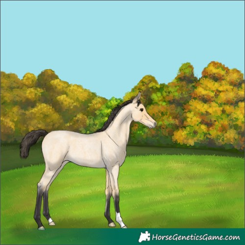 Horse Color:Buckskin Roan