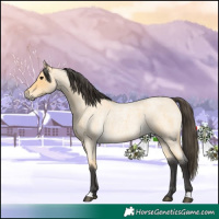 Horse Color:Buckskin Roan 
