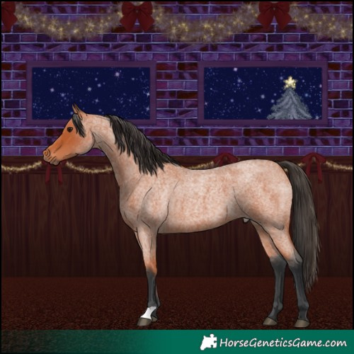 Horse Color:Bay Roan 