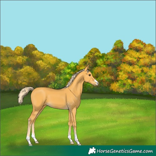 Horse Color:Palomino