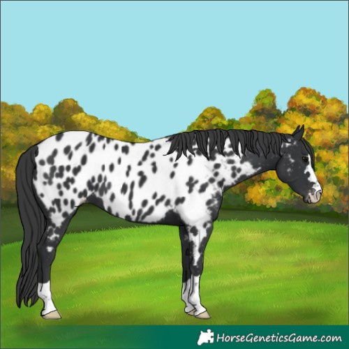Horse Color:Black Near Leopard
