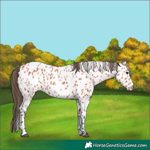 Horse Color:Bay Appaloosa 