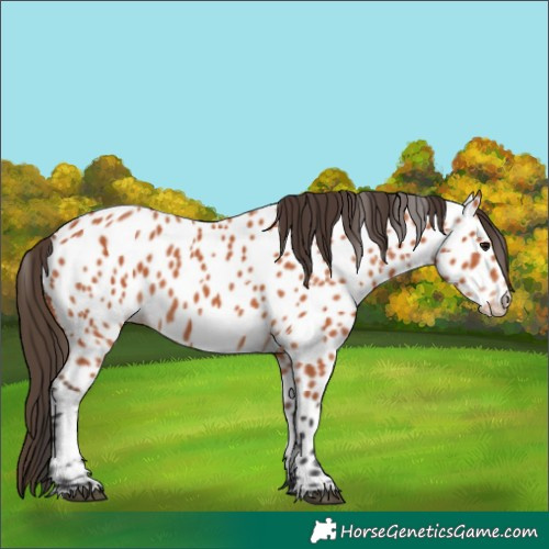 Horse Color:Bay Appaloosa 