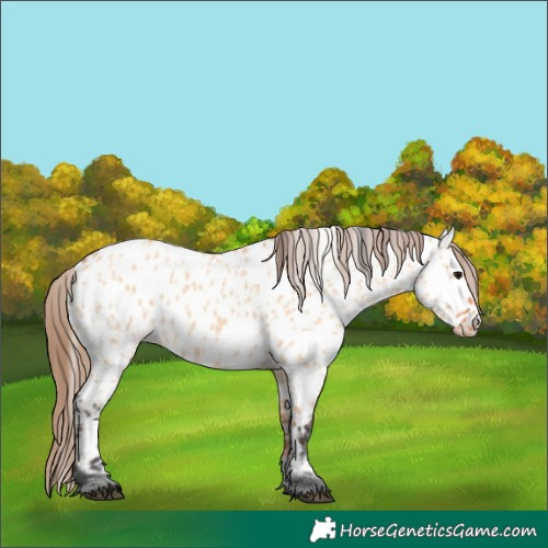 Horse Color:Bay Dun Appaloosa 