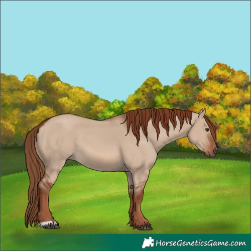 Horse Color:Red Dun 