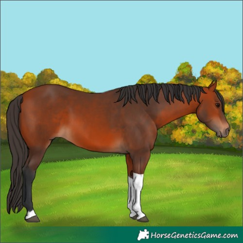 Horse Color:Bay Tobiano 