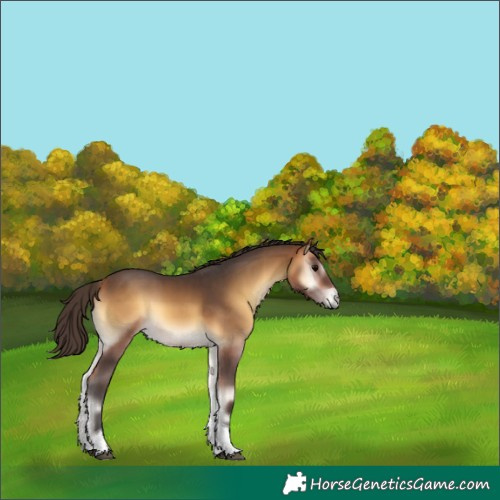 Horse Color:Buckskin Onyx Sabino Tobiano Rabicano 