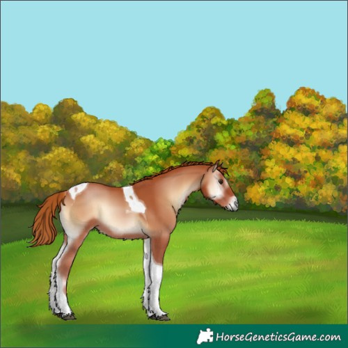 Horse Color:Red Onyx Tobiano 