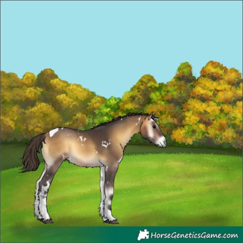 Horse Color:Unknown 