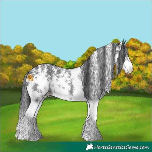 Horse Color:Black Sabino 