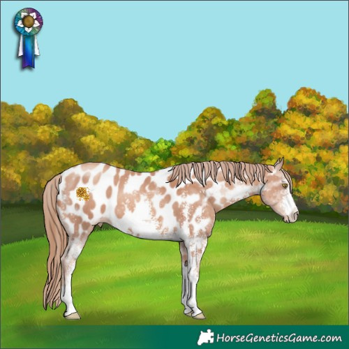 Horse Color:Gold Champagne Sabino Appaloosa 