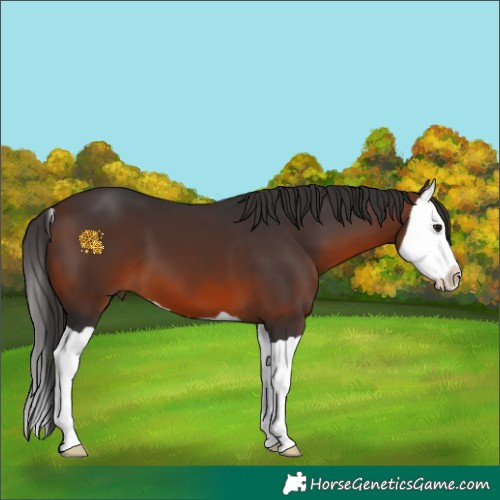 Horse Color:Brown Splash 