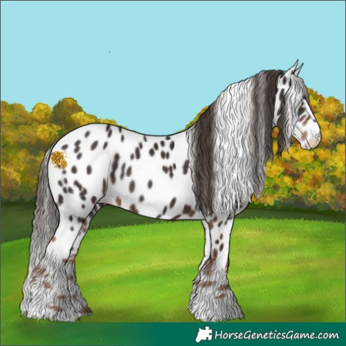 Horse Color:White Spotted Liver Chestnut Appaloosa Rabicano 