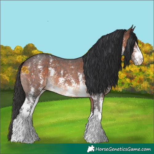 Horse Color:Brown Sabino