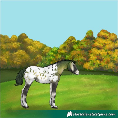 Horse Color:Buckskin Onyx Tobiano Appaloosa 