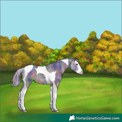 Horse Color:Nacre Silver Buckskin Dun Splash Tobiano 