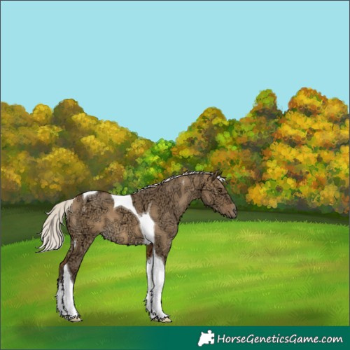 Horse Color:Silver Buckskin Ice Dun Tobiano 