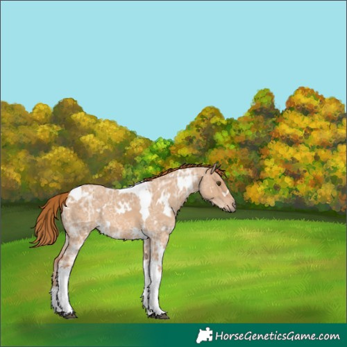 Horse Color:White Spotted Red Dun Ice Tobiano 