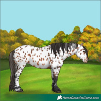 Horse Color:Bay Appaloosa 
