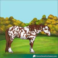 Horse Color:Chestnut Appaloosa