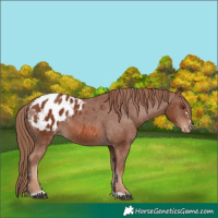 Horse Color:Chestnut Appaloosa