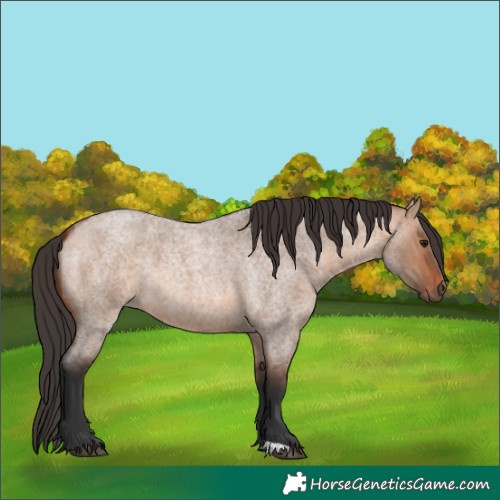 Horse Color:Bay Roan Dun 