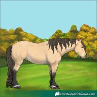 Horse Color:Buckskin 