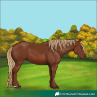 Horse Color:Chestnut 