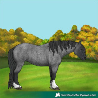 Horse Color:Blue Roan Tobiano