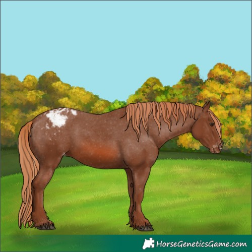 Horse Color:Chestnut Appaloosa 