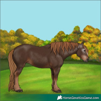 Horse Color:Gray Chestnut 