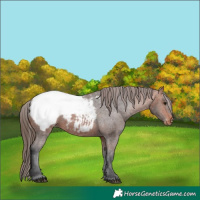 Horse Color:Bay Appaloosa 