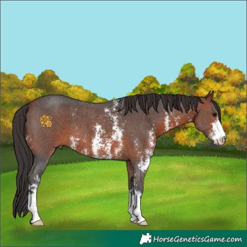 Horse Color:Bay Sabino 