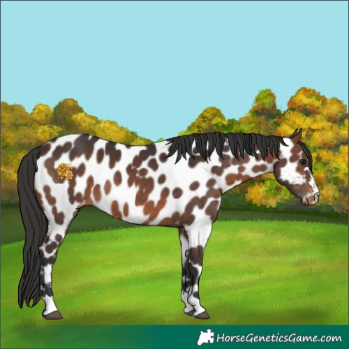 Horse Color:Brown Appaloosa 