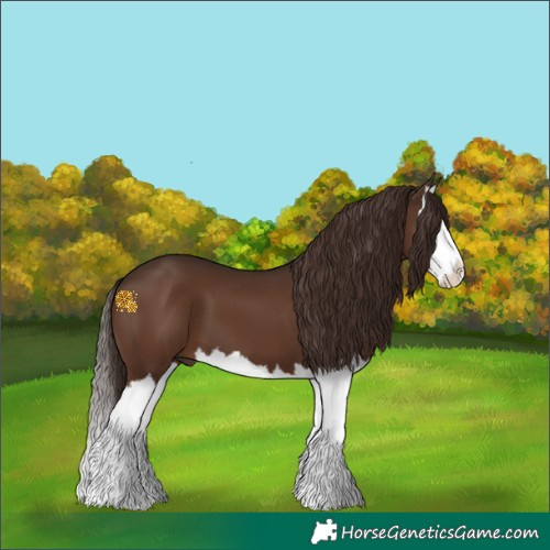 Horse Color:Liver Chestnut Splash 