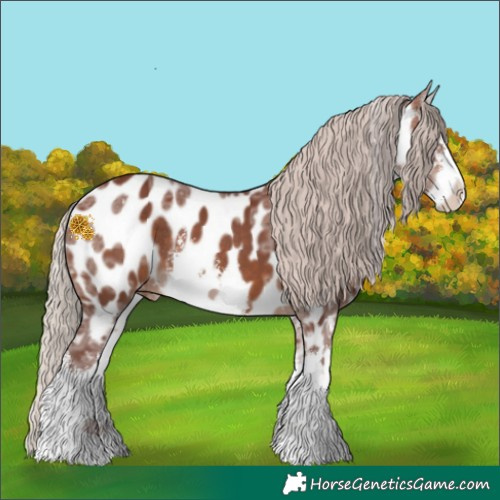 Horse Color:White Spotted Chocolate Silver Brown Ice Appaloosa Rabicano 