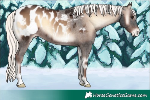 Horse Color:Liver Red Onyx Mushroom Appaloosa 