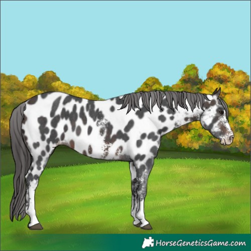 Horse Color:Brown Mushroom Sabino Near Leopard 
