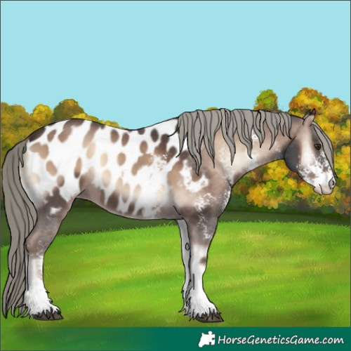 Horse Color:Liver Red Onyx Mushroom Sabino Near Leopard 