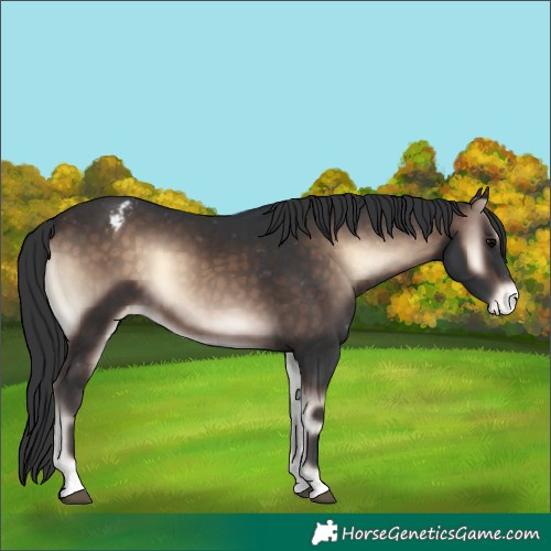 Horse Color:Brown Onyx Mushroom Appaloosa 
