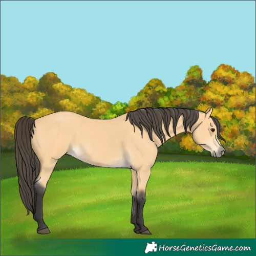 Horse Color:Buckskin 