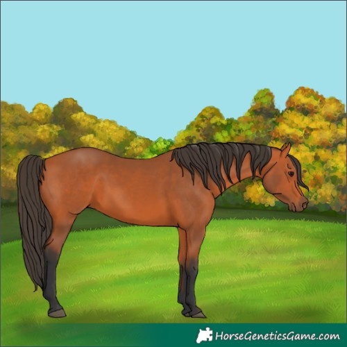 Horse Color:Bay 