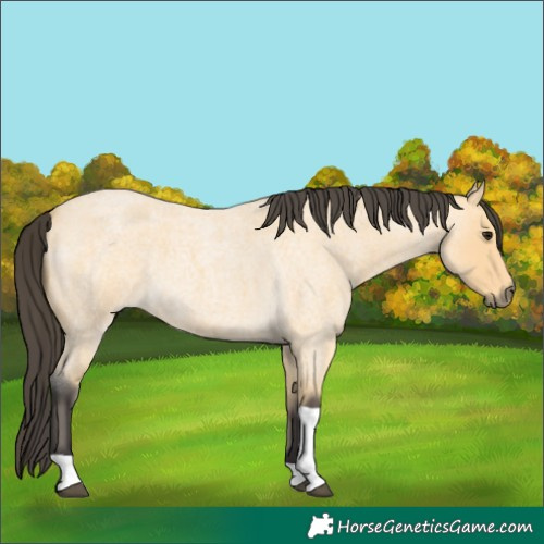 Horse Color:Buckskin Roan Tobiano 