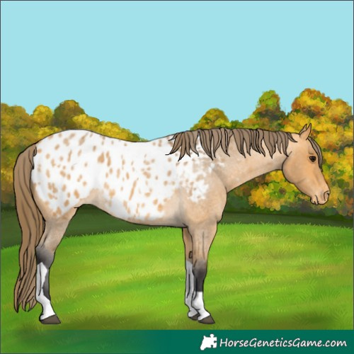 Horse Color:Buckskin Roan Tobiano Blanket