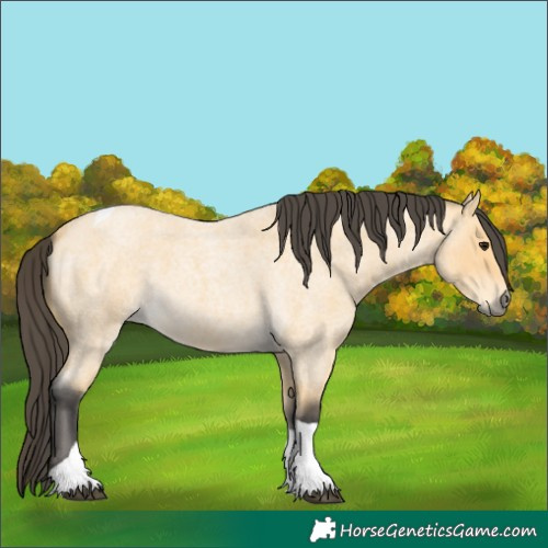 Horse Color:Buckskin Roan Tobiano 