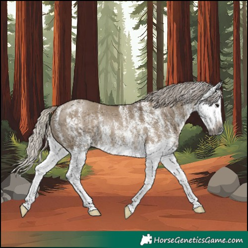 Horse Color:Gray White Spotted Silver Grullo Splash Rabicano 