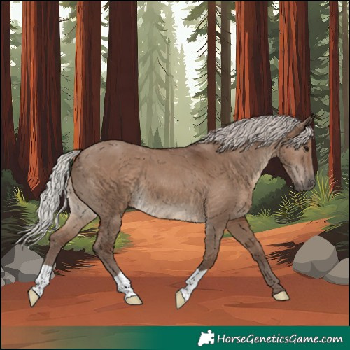 Horse Color:Silver Grullo 