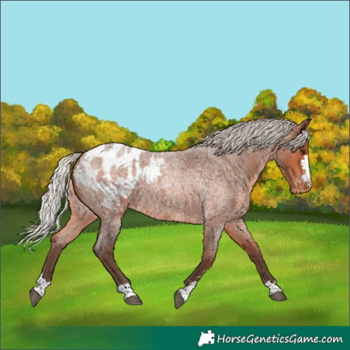 Horse Color:Silver Bay Roan Blanket 