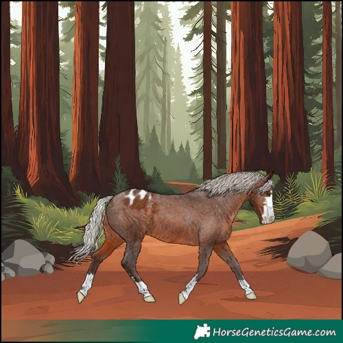 Horse Color:Unknown 