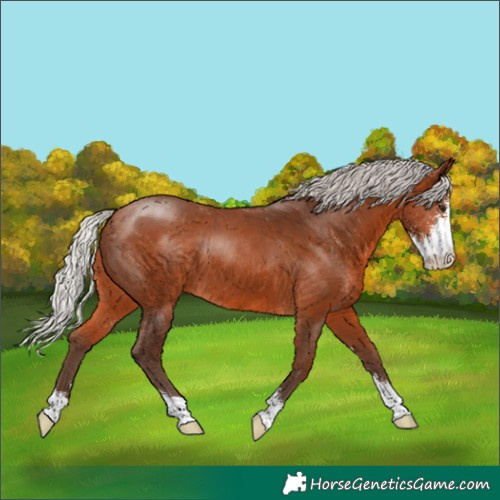 Horse Color:Silver Brown Sabino 